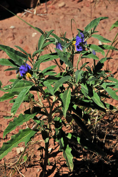 Zion-Utah15 - Solanaceous - 8530