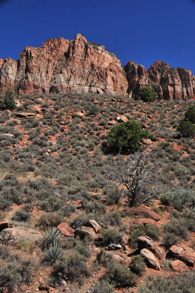 Zion-Utah15 - 8531