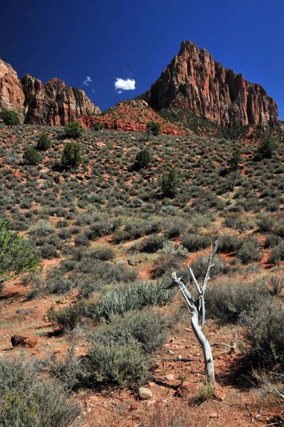 Zion-Utah15 - 8532