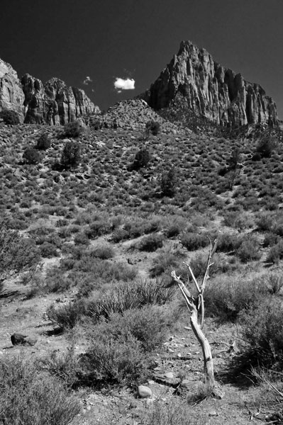 Zion-Utah15 - 8532bw