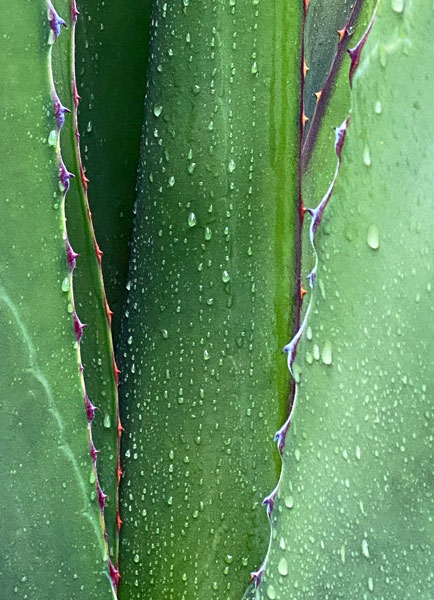 02-27 Yucca in rain i8423