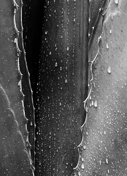 02-27 Yucca in rain i8423bw