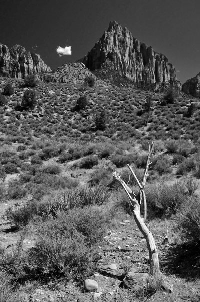 Zion-Utah15 - 8533bw