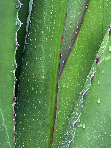 02-27 Yucca in rain 8424