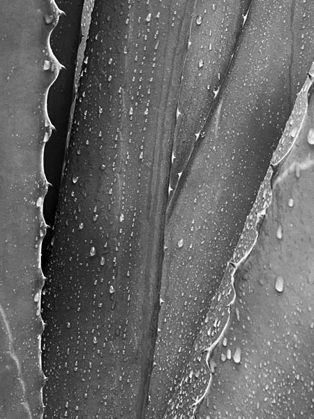 02-27 Yucca in rain i8424bw