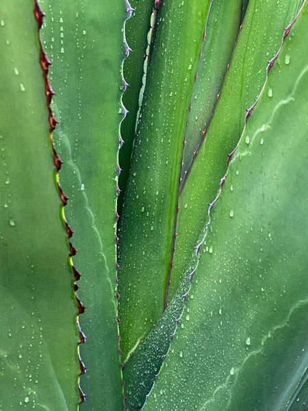 02-27 Yucca in rain i8425