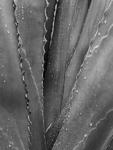 02-27 Yucca in rain i8425bw