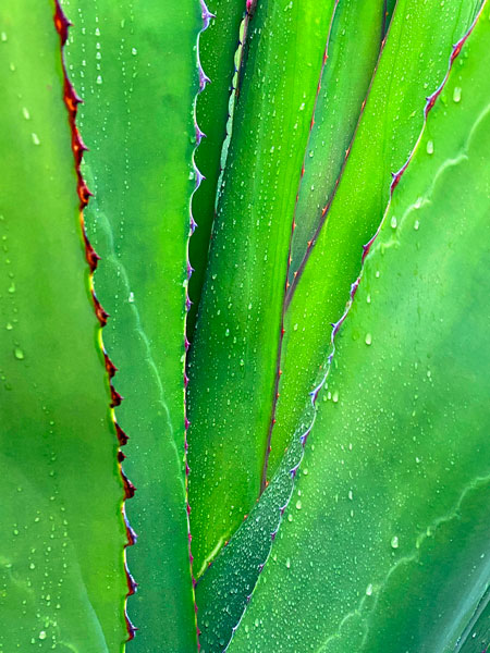 02-27 Yucca in rain i8425sat