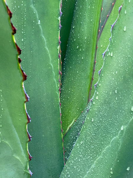 02-27 Yucca in rain i8426