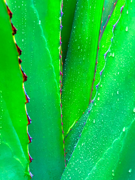 02-27 Yucca in rain i8426sat