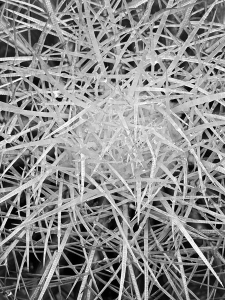 02-27 Cactus i8447bw