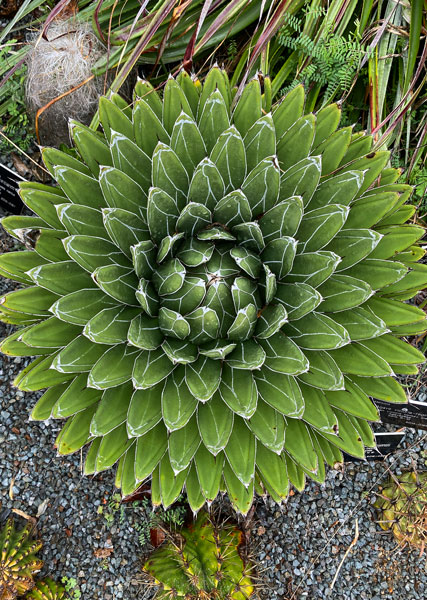 02-27 Agave i8448