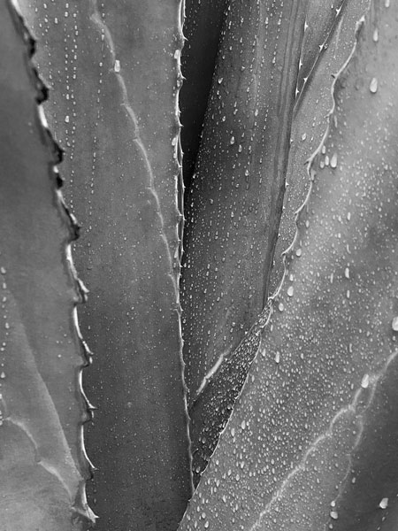 02-27 Yucca in rain i8426bw