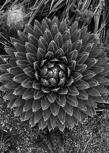 02-27 Agave i8448bw