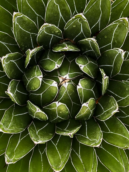 02-27 Agave i8449