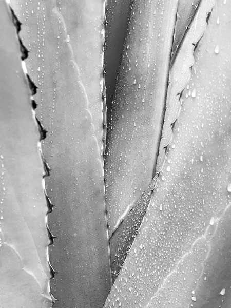 02-27 Yucca in rain i8426ir