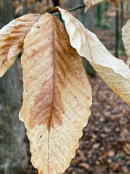 02-27 American beech leaves i8565