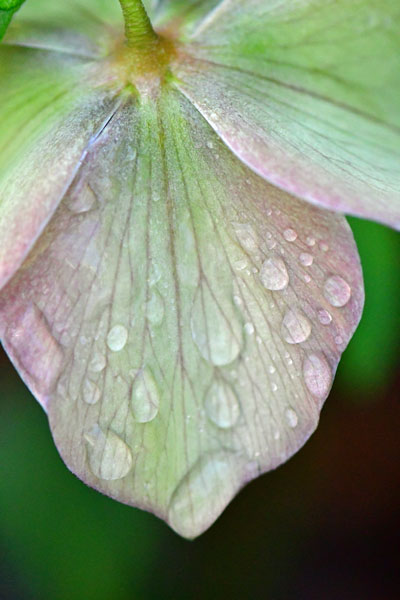 02-28 Lenten rose with heavy dew 1276