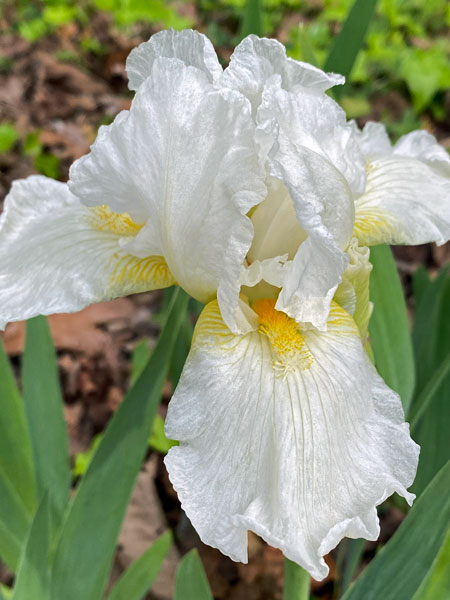 04-02 Iris i8814