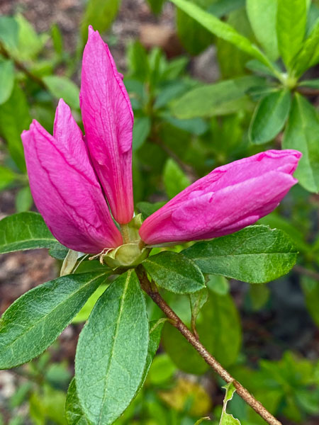 03-11 Azalea i8689