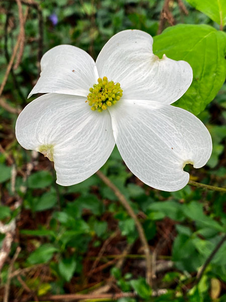 04-06 Dogwood i8902