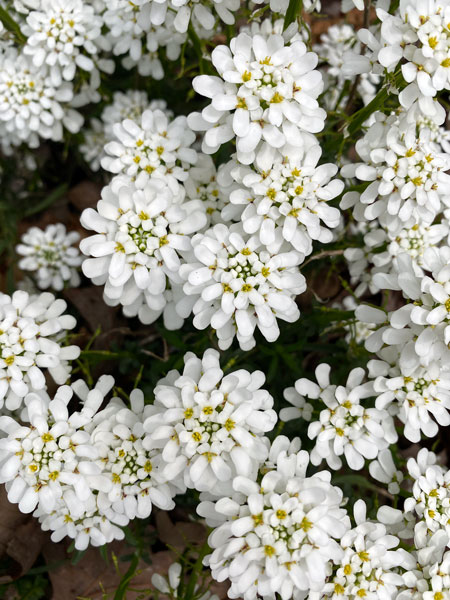 04-02 Candytuft i8812