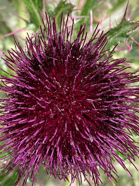 04-13 Musk thistle i9011