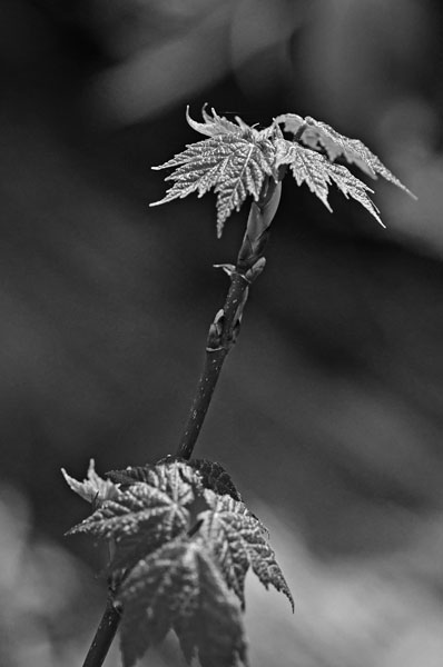 04-04 Red maple 1360bw