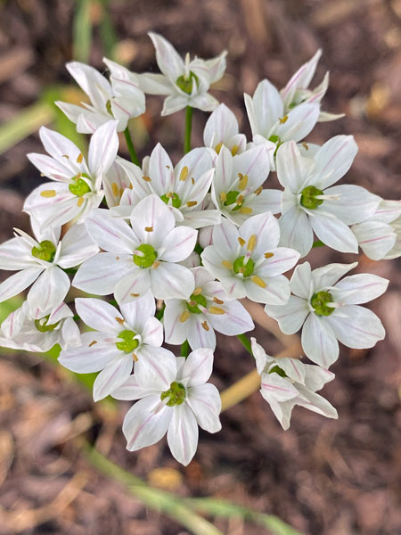 04-19 Allium i9135