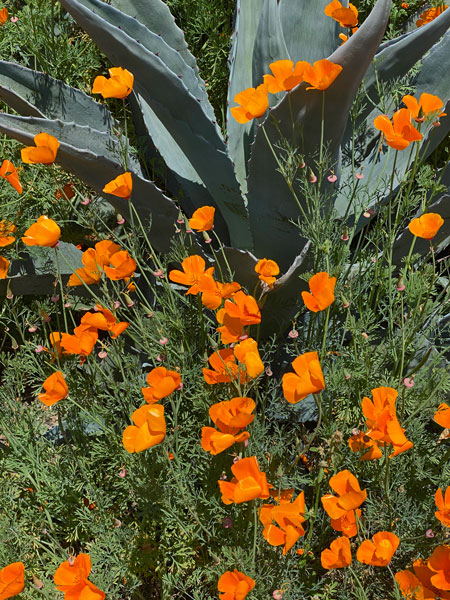 04-25 Poppies and agave i9229