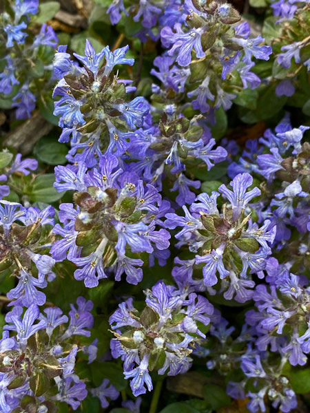 04-19 Ajuga i9146