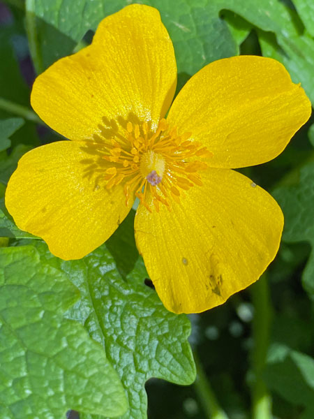 04-28 Celandine or Wood poppy i9361