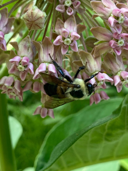 05-30 Bumble bee on milkweed i0066