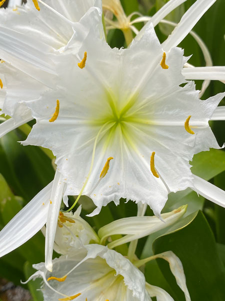 05-30 Rocky Shoals Spider Lilies i0068