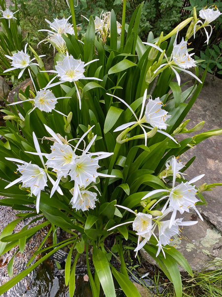 05-30 Rocky Shoals Spider Lilies i0072