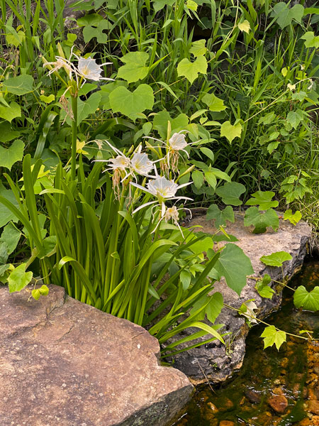 05-30 Rocky Shoals Spider Lilies i0073