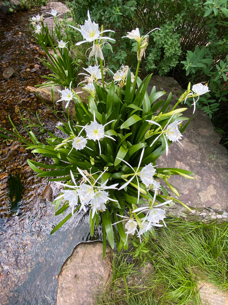 05-30 Rocky Shoals Spider Lilies 0074