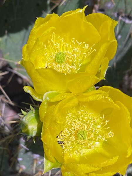05-30 Opuntia cactus i0095