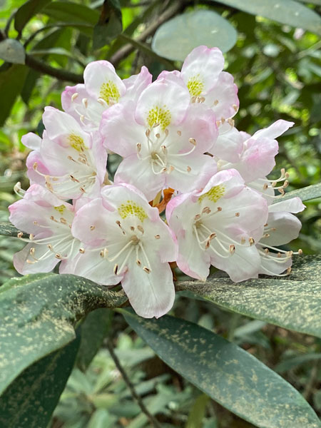 06-28 Rhododendron i1388