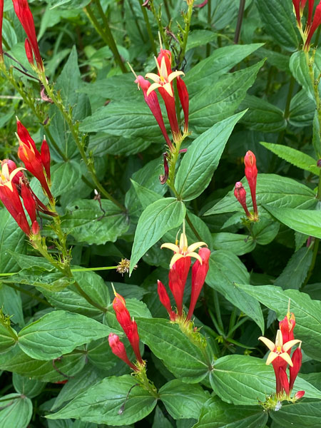 05-30 Indian pink (Spigelia marilandica L.) i0082