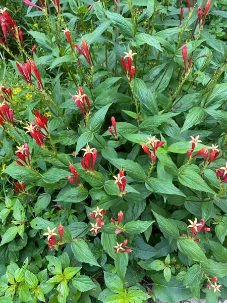 05-30 Indian Pink (Spigelia marilandica L.) i0081