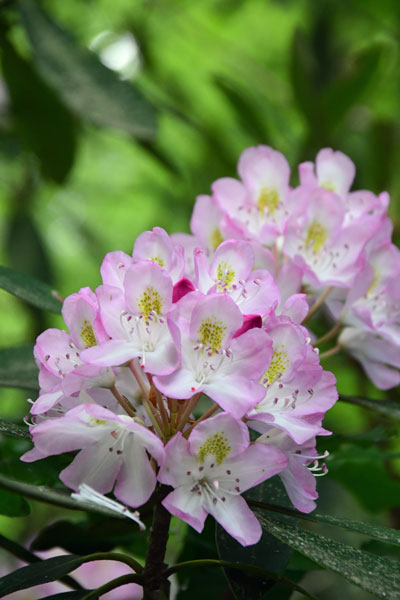 07 01 Rhododendron 6199