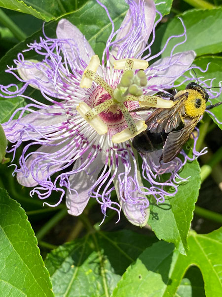 07-06 Passion flower (Passiflora) and bee i1785