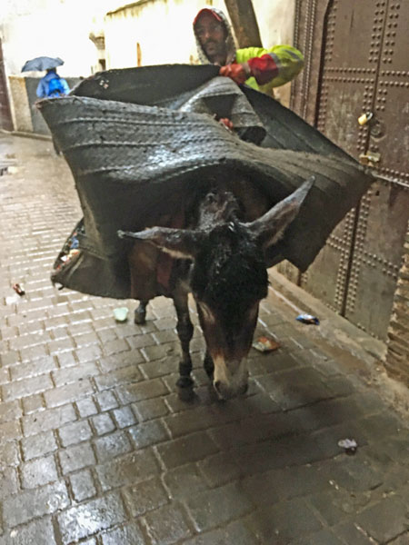 Trash collection - Moroc-i0087