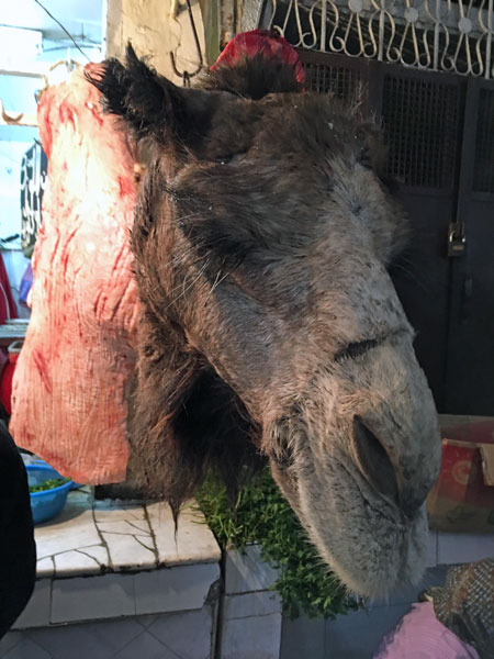 Dromedary of the Day Moroc-i0230