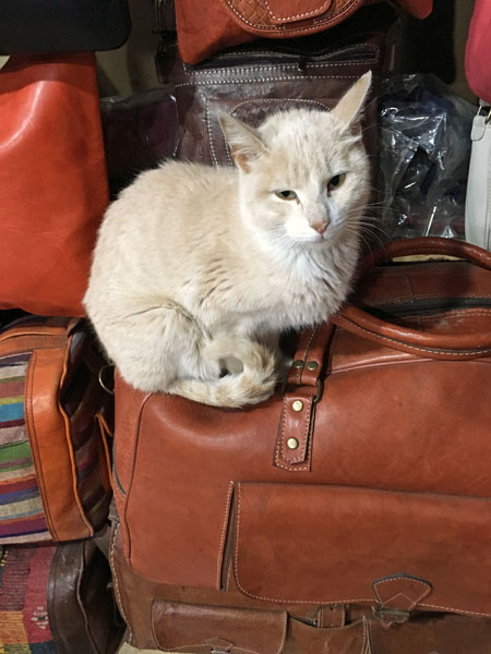 Leather shop cat - Moroc-i0248