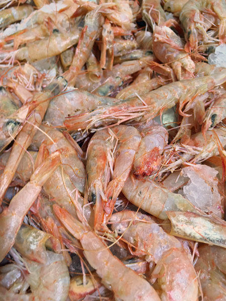 Prawns - Moroc-i0255
