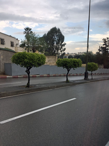Orange trees in the medium - Moroc-i0261