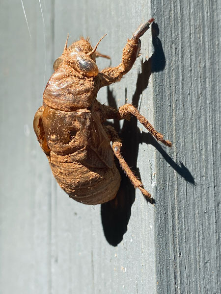 08-08 Cicada exuvia i2833
