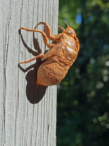08-08- Cicada exuvia i2832